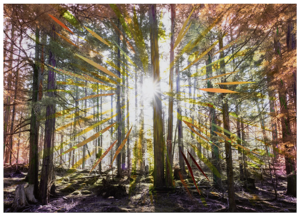 Summer Sun (Cedar Forest), 2025 Pigment Print with Oil Paint and Holographic Tape Image: 12 3/4" x 18" (32.5 x 45.5 cm) Framed: 16 5/16" x 21 7/16" (41.5 x 54.5 cm) Unique Variation 1 of 3 // SAJ.25027 // Courtesy the artist and Yossi Milo